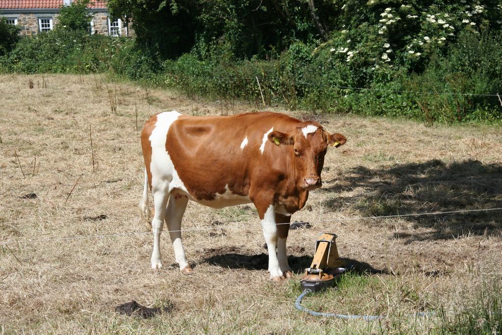 Le Douit Farm Self Catering Villa Saint Martin Eksteriør bilde